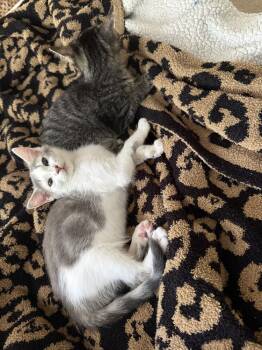 Muffy May -  Domestic Short Hair Cat for Adoption in Cary, North Carolina - Muffy May | PetCurious