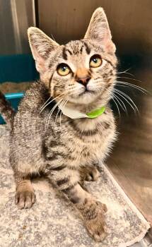 Leo -  Domestic Short Hair Cat for Adoption - Leo | PetCurious