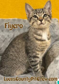 Rescue Domestic Short Hair and Tabby Cats for Adoption in Toledo, Ohio - Fiyero | PetCurious