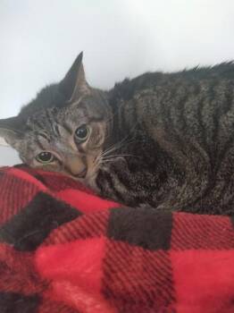 Domestic Short Hair Cats Available for Adoption in Palm Coast, Florida - Lyric | PetCurious