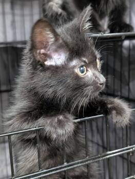 Domestic Short Hair Cats Available for Adoption in Cuyahoga Falls, Ohio - Kitten Sedona | PetCurious