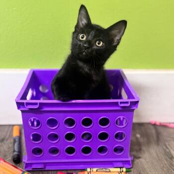 Art -  Domestic Short Hair Cat for Adoption in Brownsboro, Alabama - Art | PetCurious