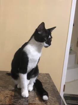 Domestic Short Hair Cats Available for Adoption - Cleopatra Master Hunter Barn/House | PetCurious