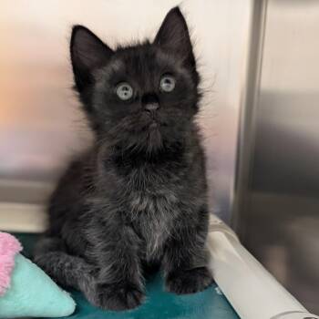 Wulf -  Domestic Medium Hair Cat for Adoption in St. Augustine, Florida - Wulf | PetCurious