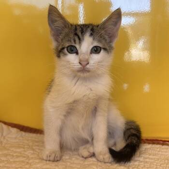 Third Wheel -  Domestic Short Hair Cat for Adoption in Abilene, Texas - Third Wheel | PetCurious