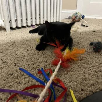 Alexandra 22803 -  Domestic Short Hair Cat for Adoption in Minneapolis, Minnesota - Alexandra 22803 | PetCurious