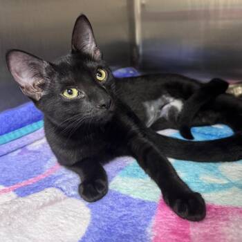 Dill 28696 -  Domestic Short Hair Cat for Adoption in Middleburg, Florida - Dill 28696 | PetCurious
