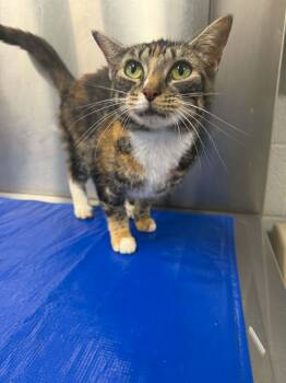 PAMINA -  Domestic Short Hair Cat for Adoption in Hagerstown, Maryland - PAMINA | PetCurious