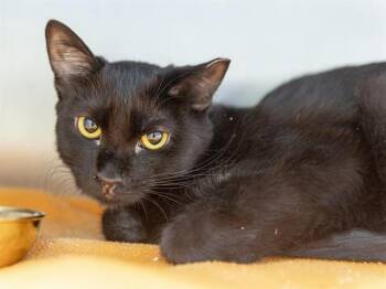 SHIRLEY -  Domestic Short Hair Cat for Adoption in Phoenix, Arizona - SHIRLEY | PetCurious