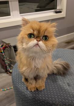 Godiva -  Persian Cat for Adoption in Valparaiso, Indiana - Godiva | PetCurious