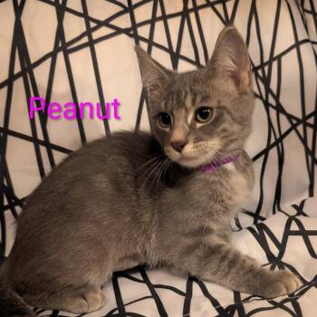 Peanut -  Domestic Short Hair Cat for Adoption in Carmel, Indiana - Peanut | PetCurious