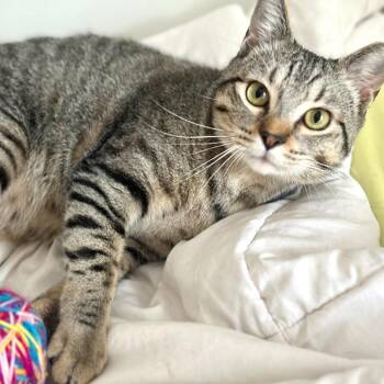 Rescue Domestic Short Hair Cats for Adoption in Tulsa, Oklahoma - Theo | PetCurious