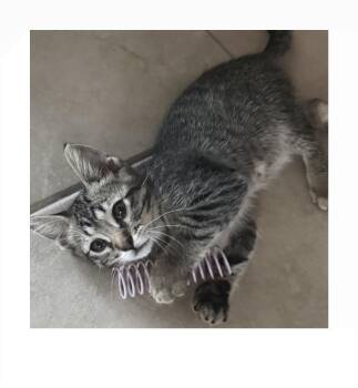 Axle -  Domestic Short Hair Cat for Adoption - Axle | PetCurious