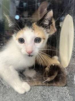 Leafly -  Domestic Short Hair Cat for Adoption in Daytona Beach, Florida - Leafly | PetCurious