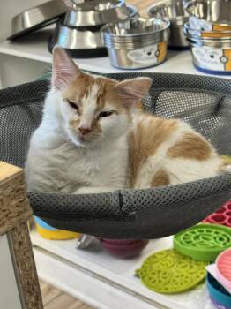 Domestic Medium Hair Cats Available for Adoption - Rune | PetCurious