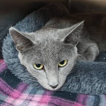 Sterling -  Domestic Short Hair Cat for Adoption in Madison, Wisconsin - Sterling | PetCurious