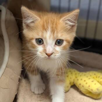 Donald -  Domestic Short Hair Cat for Adoption in Cape Girardeau, Missouri - Donald | PetCurious