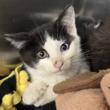 Minnie -  Domestic Short Hair Cat for Adoption in West Palm Beach, Florida - Minnie | PetCurious