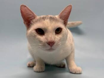 Tango -  Domestic Short Hair Cat for Adoption in Woodbury, Minnesota - Tango | PetCurious