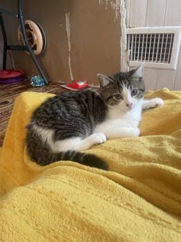 Denzil -  Domestic Short Hair Cat Available for Adoption in Trenton, New Jersey - Denzil | PetCurious