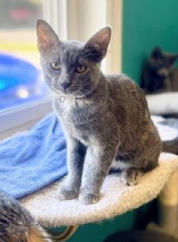 Rescue Dilute Tortoiseshell Cats for Adoption in Scottsburg, Indiana - SUSIE | PetCurious