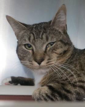Tabby Cats Available for Adoption - GIUSEPPE | PetCurious
