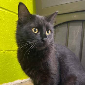 Gumdrop -  Domestic Medium Hair Cat for Adoption in Tyler, Texas - Gumdrop | PetCurious