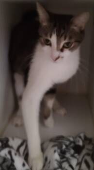 Domestic Short Hair Cats Available for Adoption in Phoenix, Arizona - Thane | PetCurious