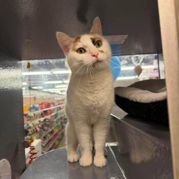 Olivia -  Domestic Short Hair Cat for Adoption in Royal Oak, Michigan - Olivia | PetCurious