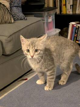 Argentina -  Domestic Short Hair Cat for Adoption in Cincinnati, Ohio - Argentina | PetCurious