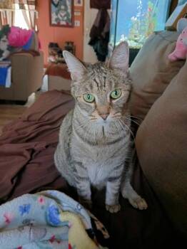 Oscar -  Domestic Short Hair and Tabby Cat for Adoption in Ann Arbor, Michigan - Oscar | PetCurious