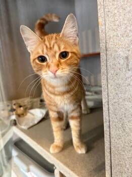 Badlands -  Domestic Short Hair Cat for Adoption - Badlands | PetCurious