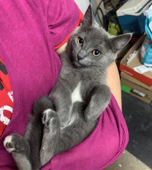 Giulia -  Domestic Short Hair Cat for Adoption in Vaughan, Ontario - Giulia | PetCurious