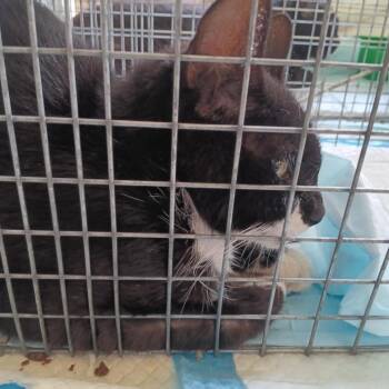Cowgirl -  Domestic Short Hair Cat for Adoption in Ashtabula, Ohio - Cowgirl | PetCurious