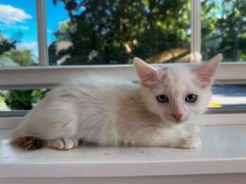 Glacier -  Domestic Long Hair Cat for Adoption in Gorham, Maine - Glacier | PetCurious