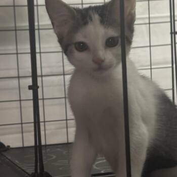 LUNA -  Domestic Short Hair Cat for Adoption in Ben Avon, Pennsylvania - LUNA | PetCurious