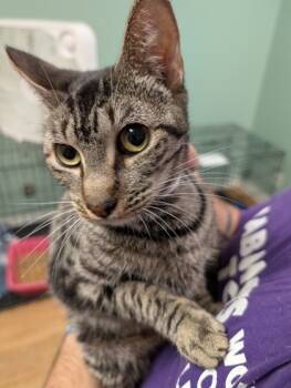 Rescue Domestic Short Hair Cats for Adoption in Leander, Texas - Zhu Zhu | PetCurious