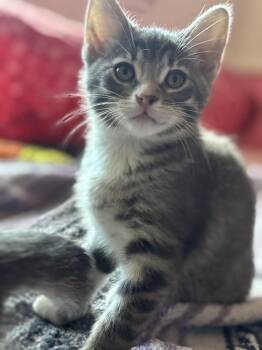 Squeeker -  Domestic Short Hair and Tabby Cat for Adoption in Plymouth, Michigan - Squeeker | PetCurious