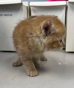 Jack -  Domestic Short Hair Cat for Adoption in Salt Lake City, Utah - Jack | PetCurious