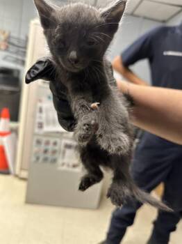 Rescue Domestic Short Hair Cats for Adoption in Stockton, California - ASH | PetCurious