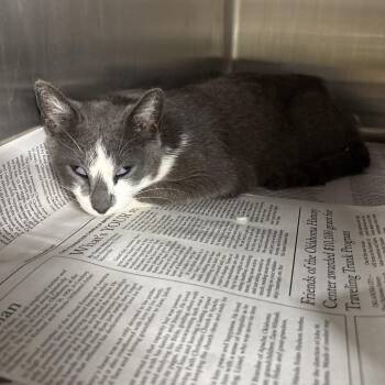 Domestic Short Hair Cats Available for Adoption in Pauls Valley, Oklahoma - Firecracker | PetCurious