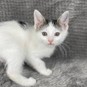 Domestic Short Hair Cats Available for Adoption in Social Circle, Georgia - Dapple - Andrea Foster | PetCurious