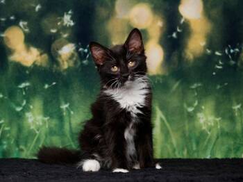 Templeton & Thumper -  Domestic Medium Hair Cat for Adoption in Rocklin, California - Templeton & Thumper | PetCurious