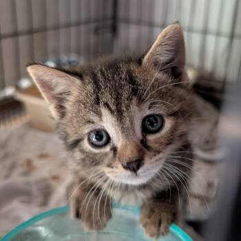 Hope -  Domestic Short Hair Cat for Adoption in Bel Air, Maryland - Hope | PetCurious