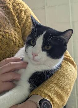 Kung Pao -  Domestic Short Hair Cat for Adoption in Claridge, Pennsylvania - Kung Pao | PetCurious