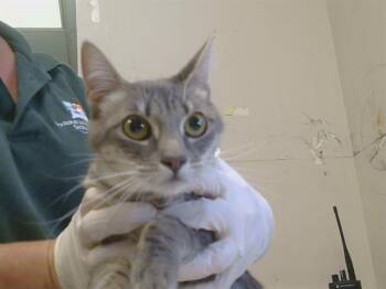 AMETHYST -  Domestic Short Hair Cat for Adoption in Sacramento, California - AMETHYST | PetCurious