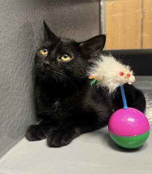 Monique Ewadar -  Domestic Short Hair Cat for Adoption in Chandler, Arizona - Monique Ewadar | PetCurious