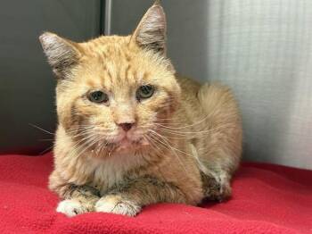 GARFIELD -  Domestic Short Hair Cat for Adoption in Ontario, California - GARFIELD | PetCurious