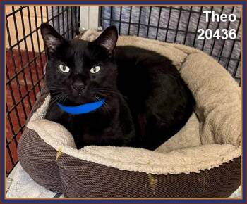 THEO -  Domestic Short Hair Cat for Adoption in Marietta, Georgia - THEO | PetCurious