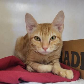 Heath Burns -  Domestic Short Hair Cat for Adoption in Westminster, California - Heath Burns | PetCurious